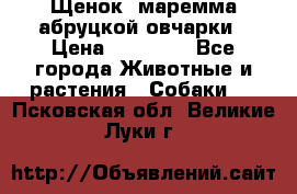 Щенок  маремма абруцкой овчарки › Цена ­ 50 000 - Все города Животные и растения » Собаки   . Псковская обл.,Великие Луки г.